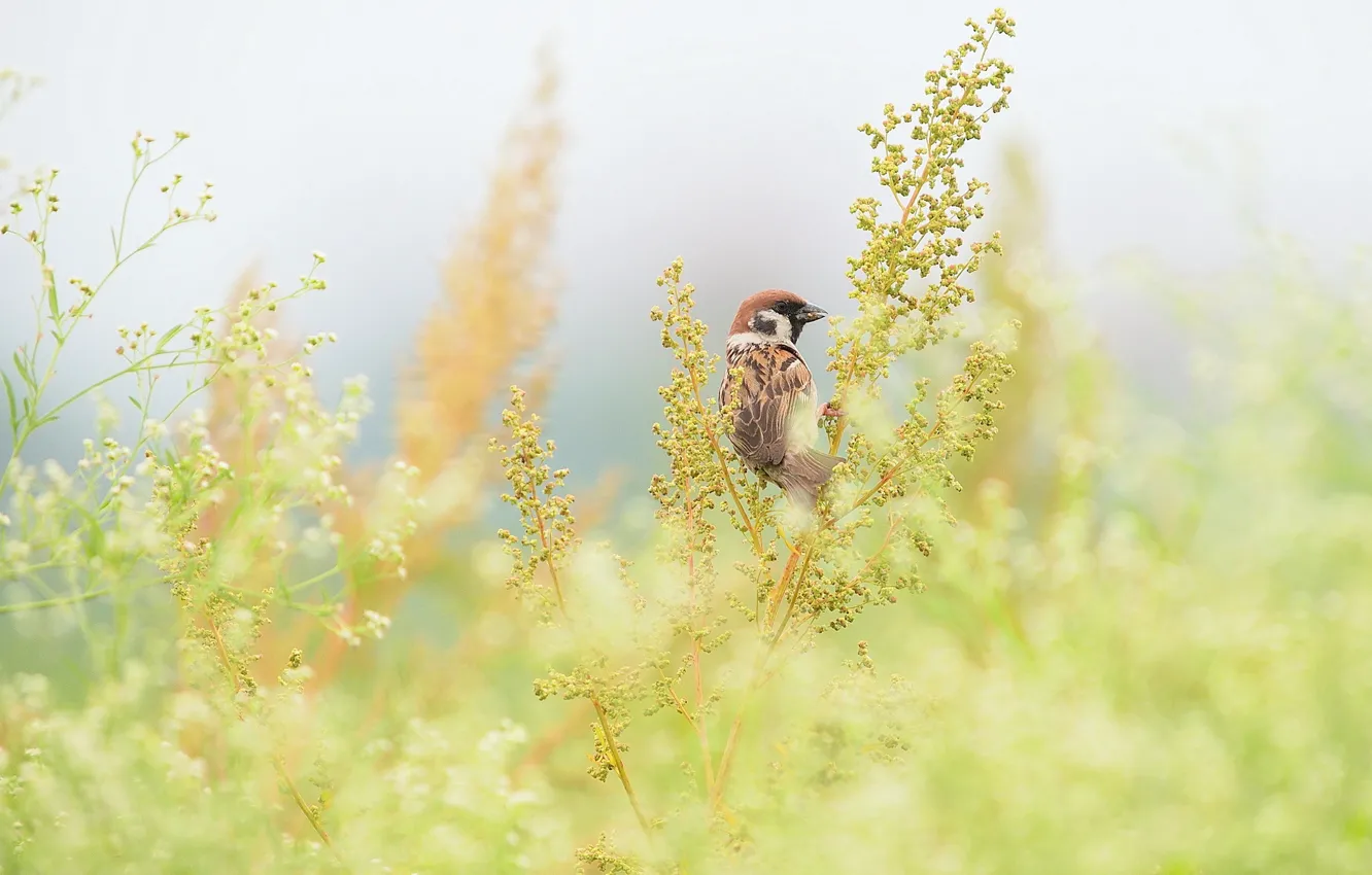 Photo wallpaper grass, branches, bird, Sparrow, field