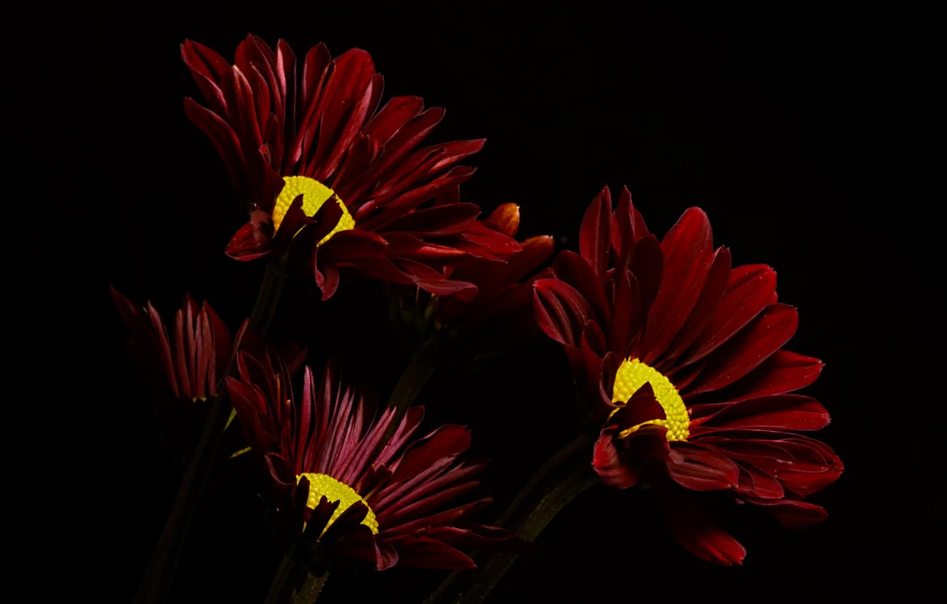 Photo wallpaper flowers, nature, background