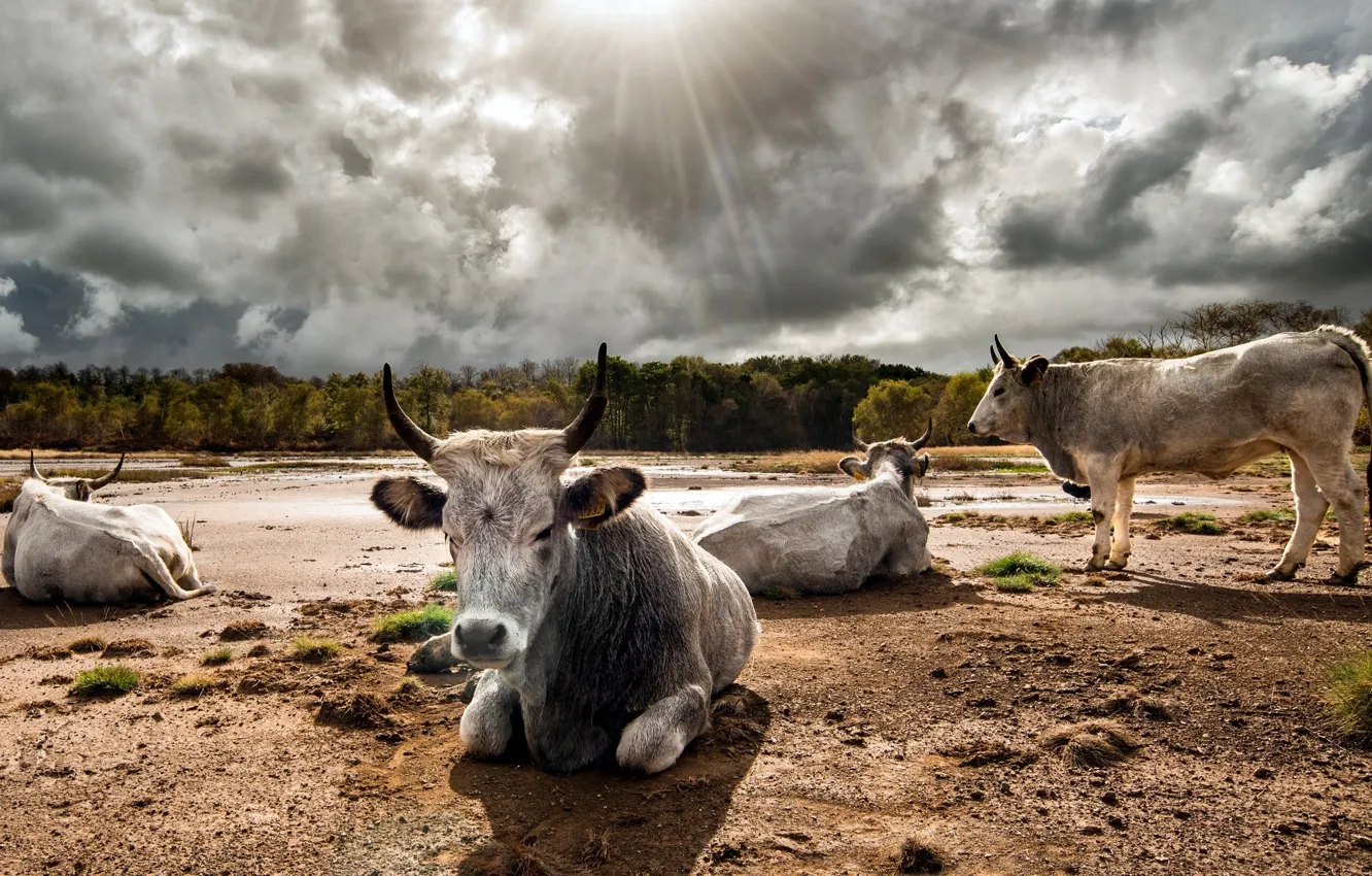 Photo wallpaper clouds, cows, the herd