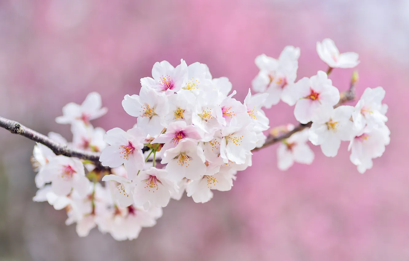 Photo wallpaper flowers, nature, spring, flowering