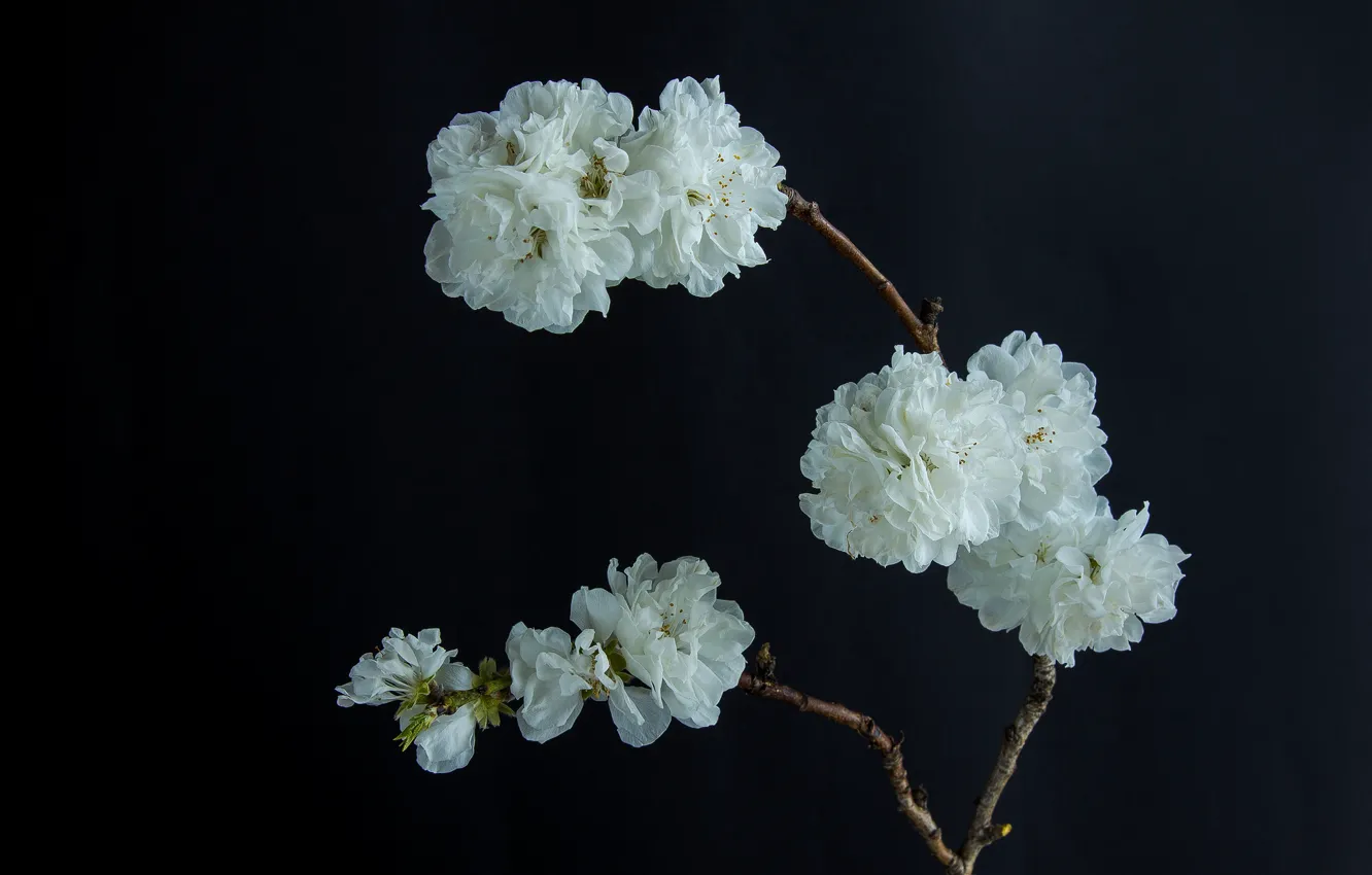 Photo wallpaper flowers, branch, white, black background, flowering