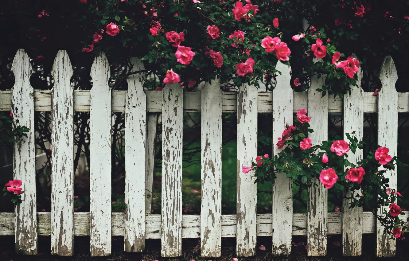Photo wallpaper flowers, street, the fence