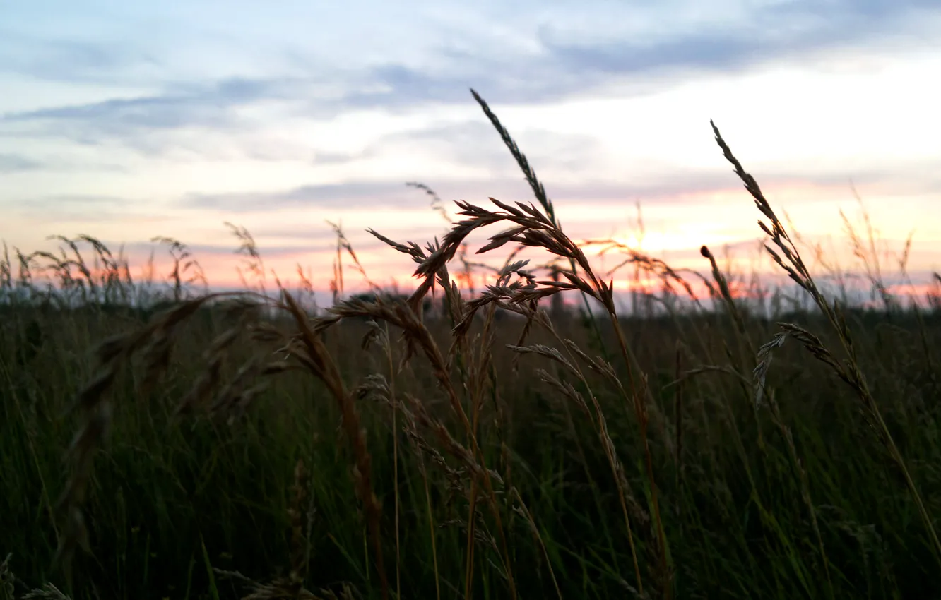 Photo wallpaper grass, Sunset, spikelets, meadow
