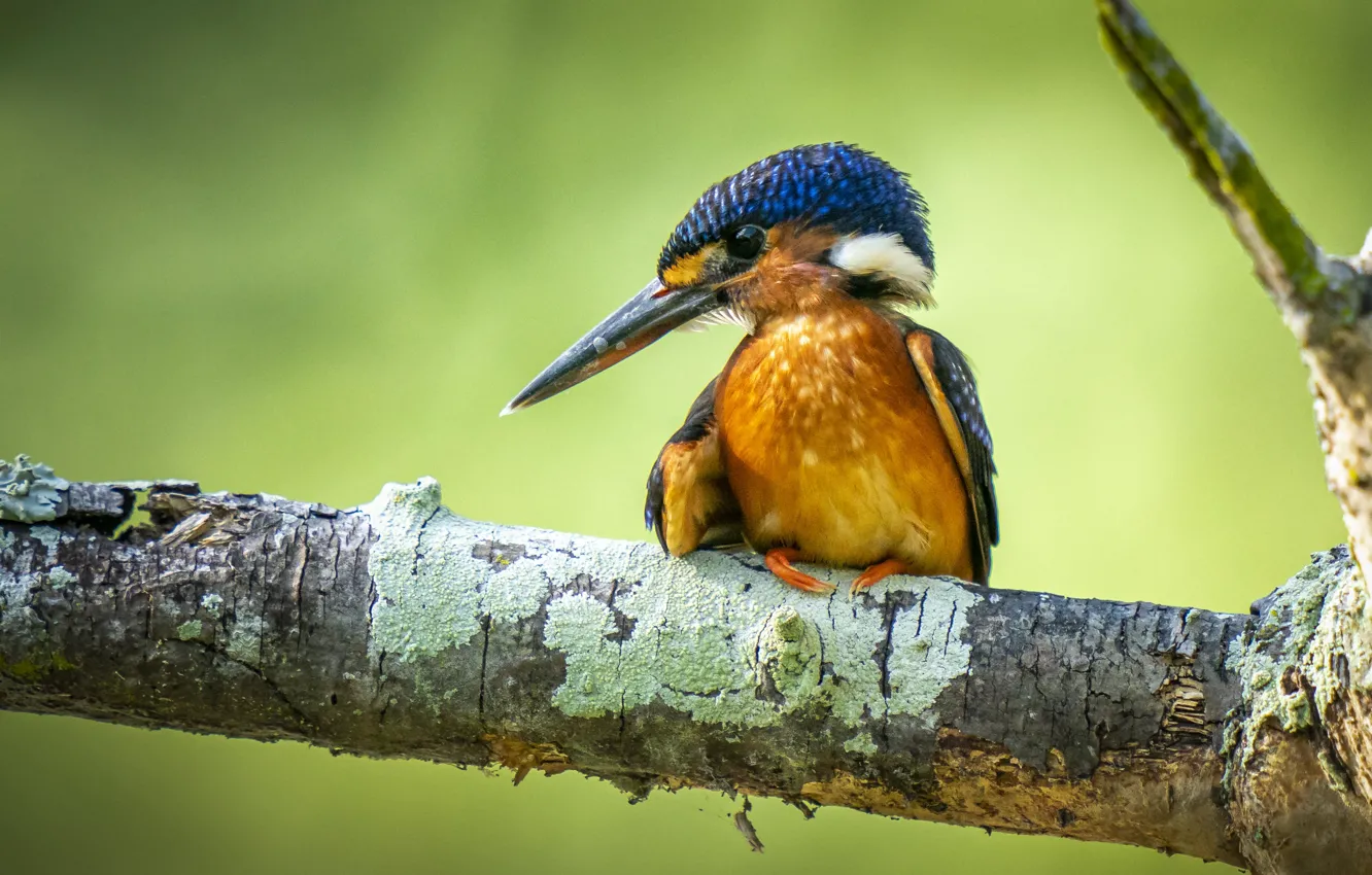 Photo wallpaper bird, beak, Kingfisher