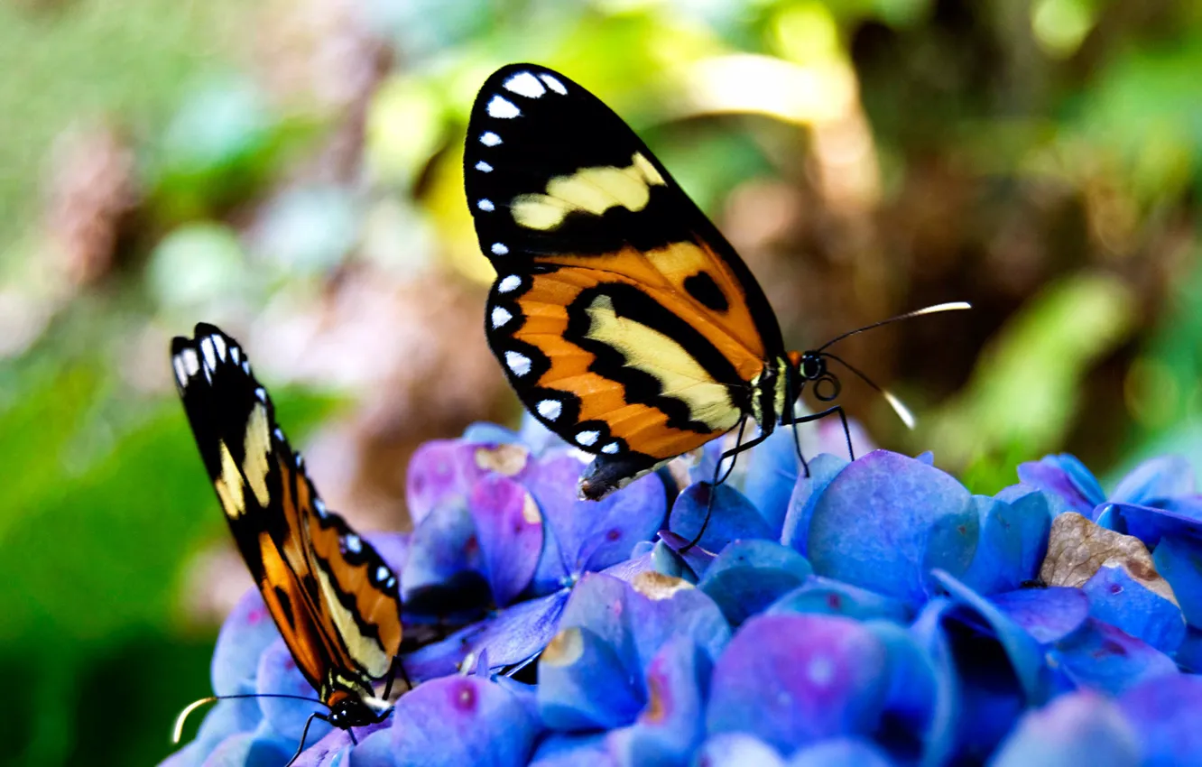 Photo wallpaper butterfly, beautiful, sitting, on the colors