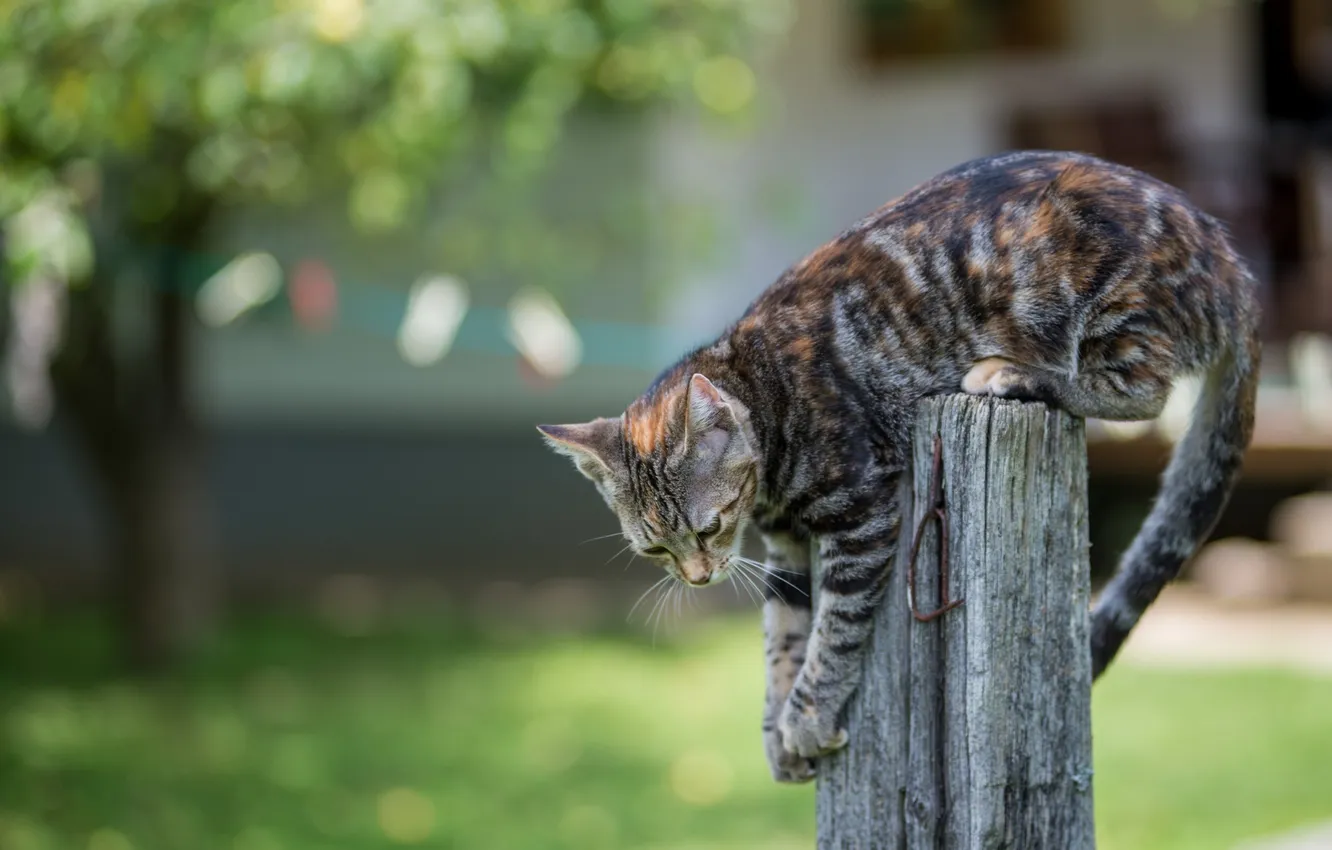 Photo wallpaper animal, the fence, paws, tail, kitty