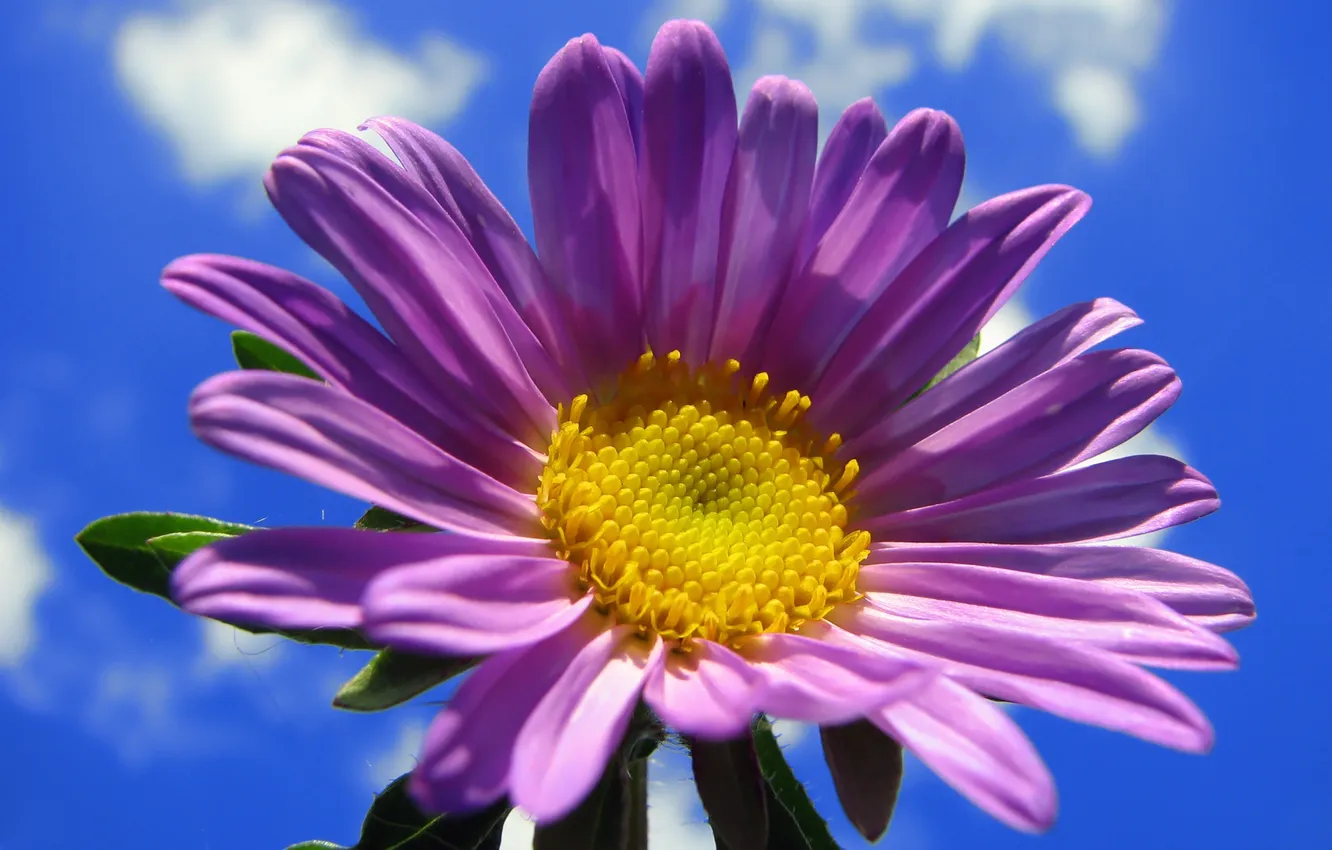 Photo wallpaper the sky, clouds, Wallpaper, petals, lilac, asters