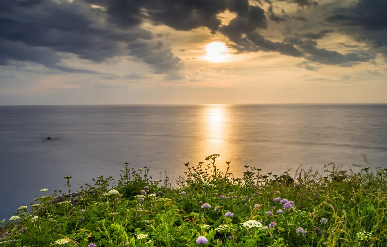 Photo wallpaper sea, landscape, sunset, flowers, clouds, nature