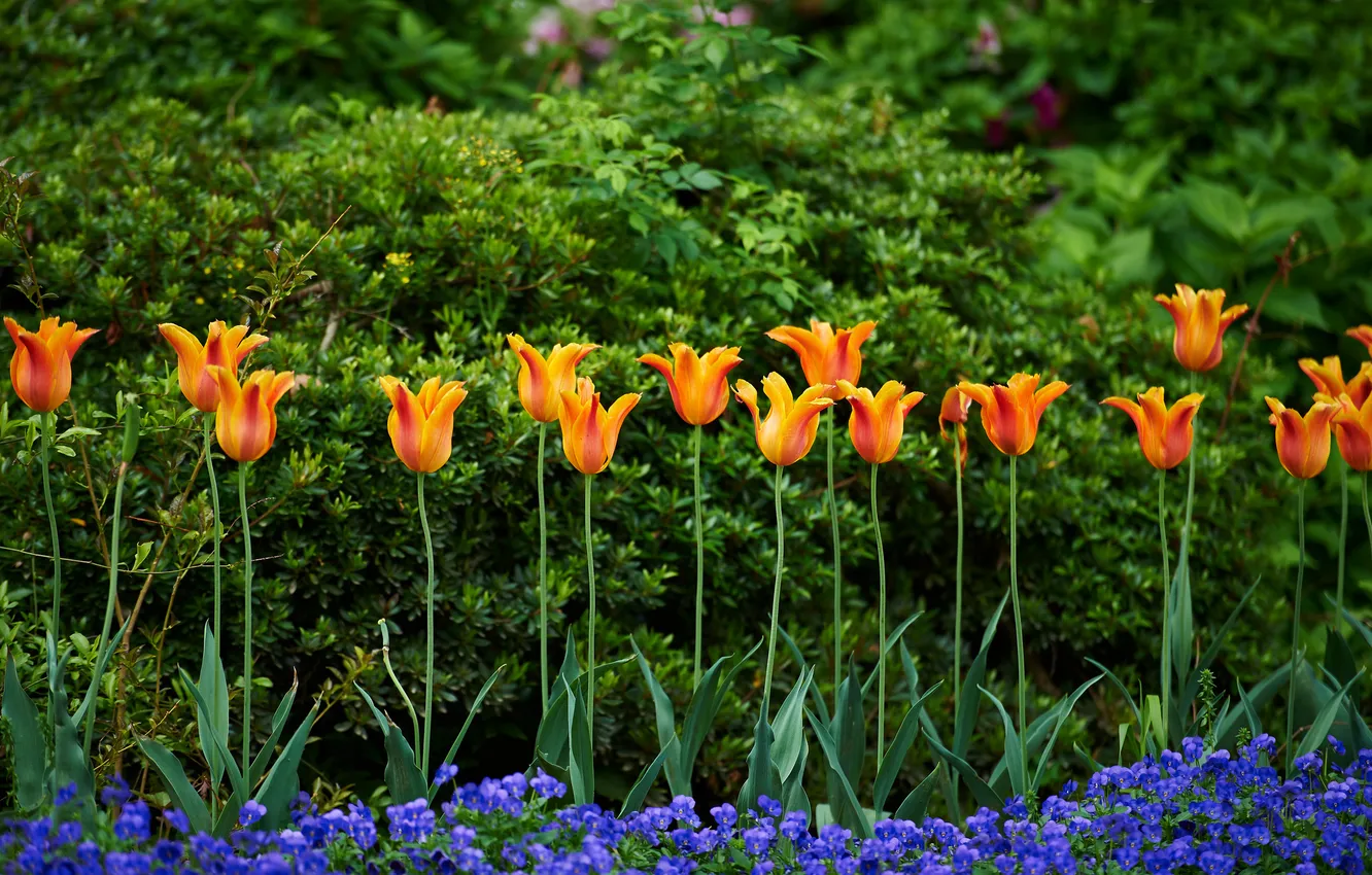 Photo wallpaper tulips, Pansy, viola