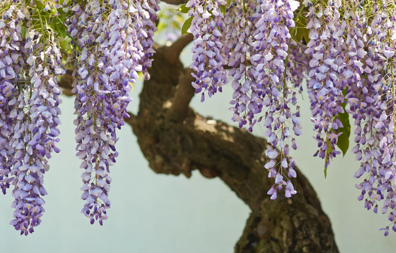 Photo wallpaper bonsai, Wisteria, Wisteria