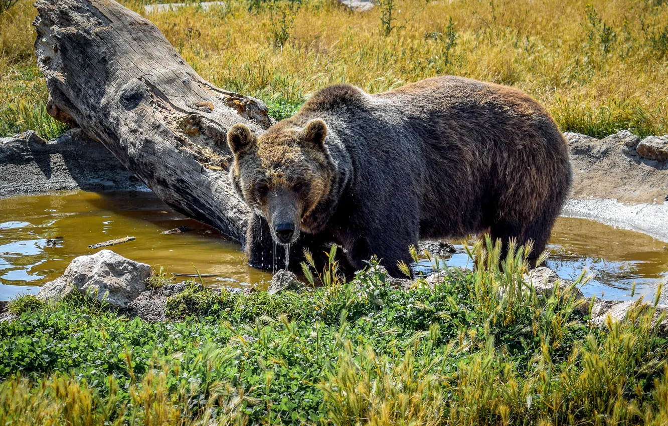 Photo wallpaper grass, water, the sun, stones, bear, snag, brown
