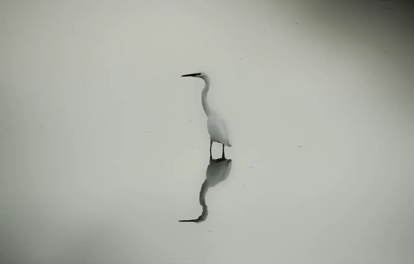 Photo wallpaper lake, mirror, Heron