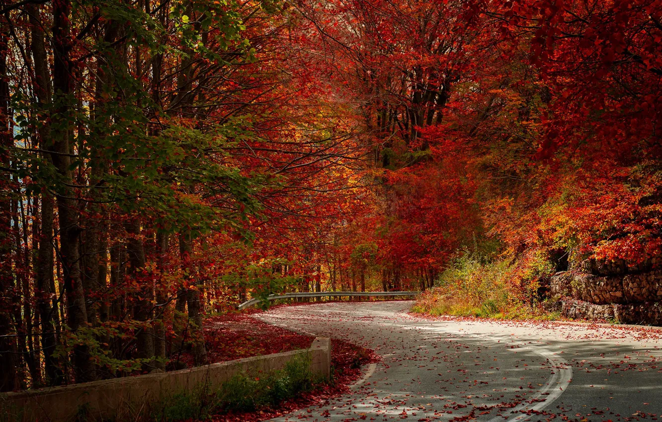 Photo wallpaper road, autumn, nature
