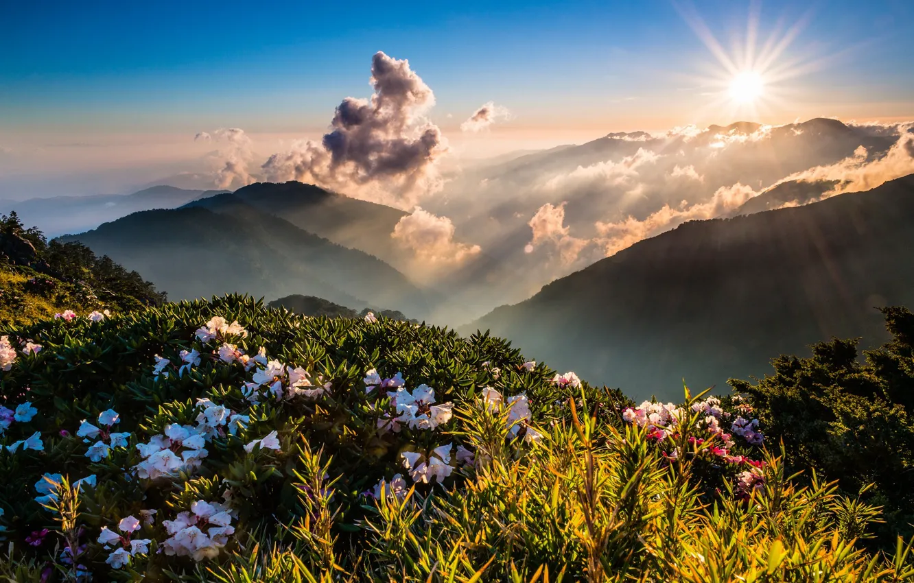 Photo wallpaper greens, the sky, the sun, clouds, rays, landscape, flowers, mountains