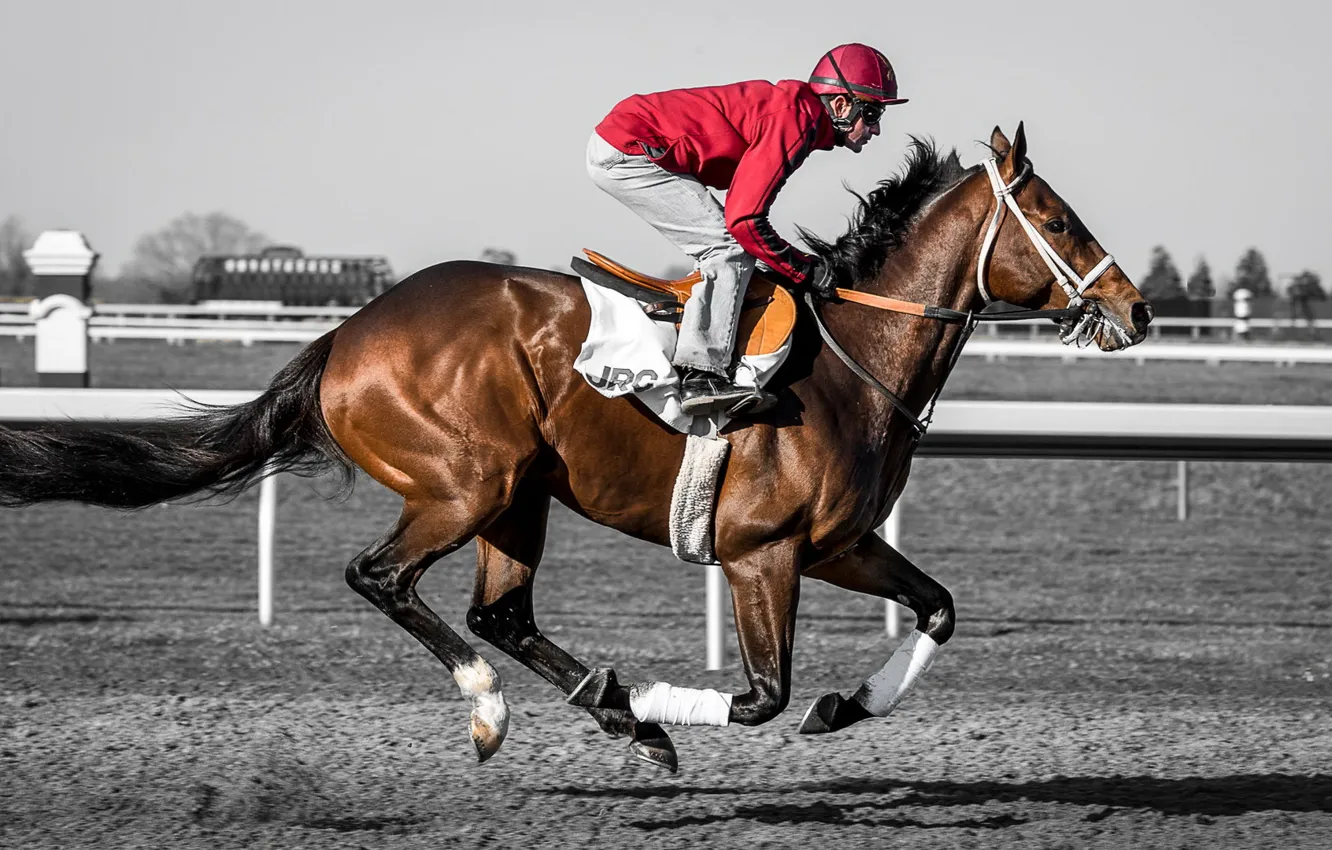 Photo wallpaper race, horse, jockey