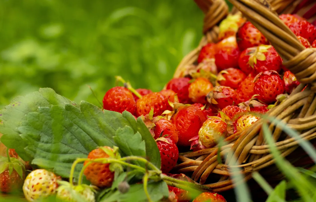 Photo wallpaper summer, grass, berries, strawberries, basket