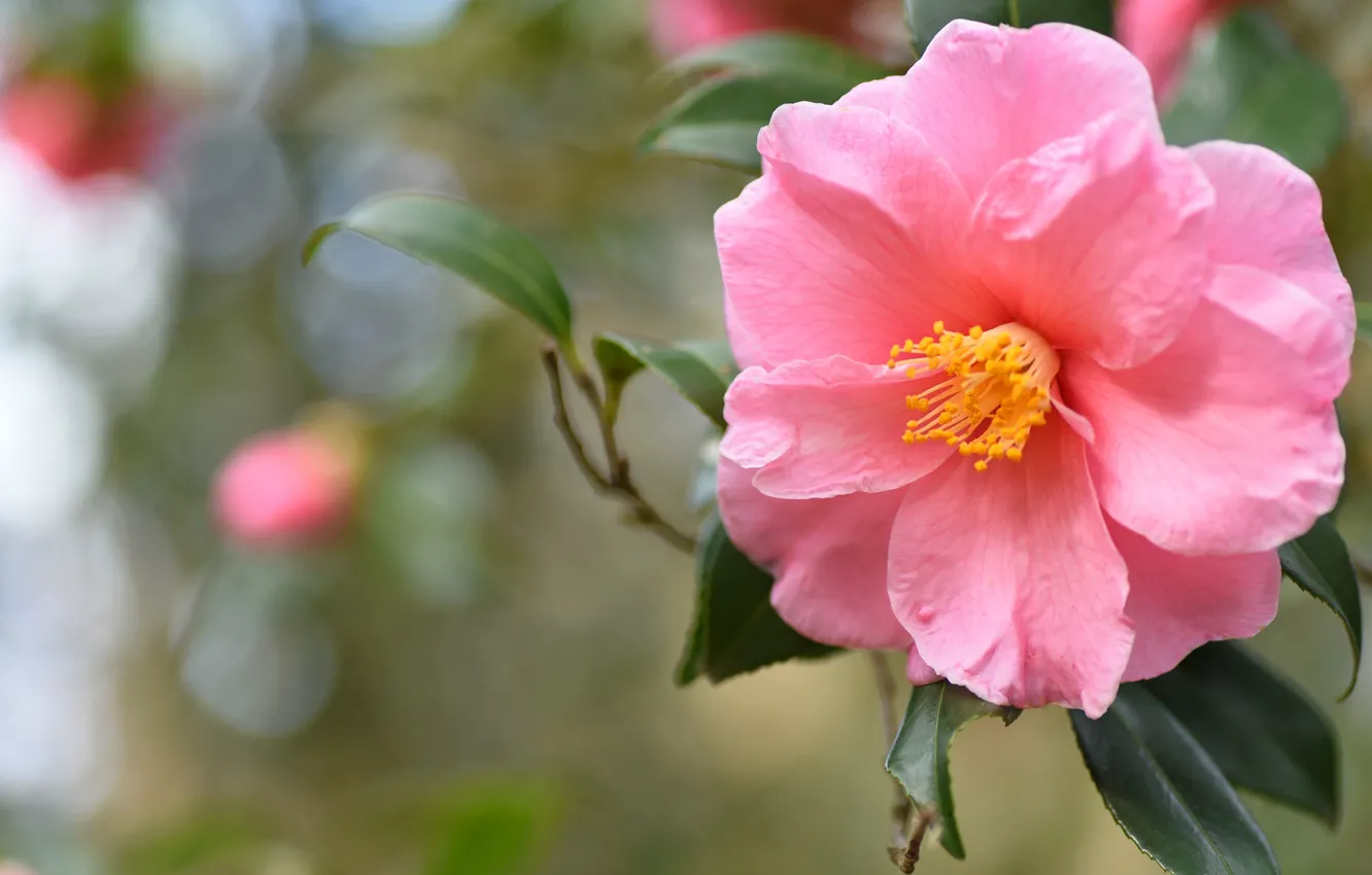 Photo wallpaper leaves, macro, flowers, pink, bokeh, Camellia