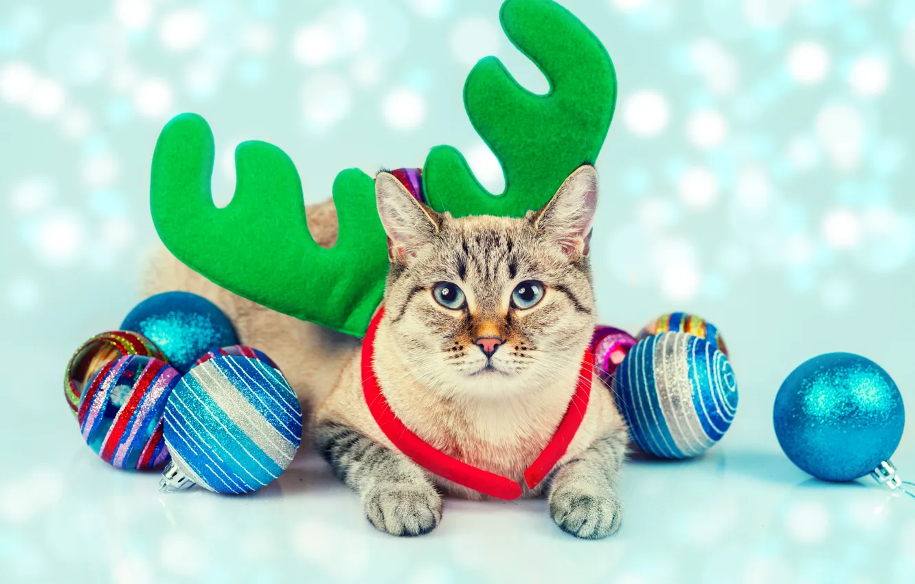 Photo wallpaper cat, cat, balls, toys, horns