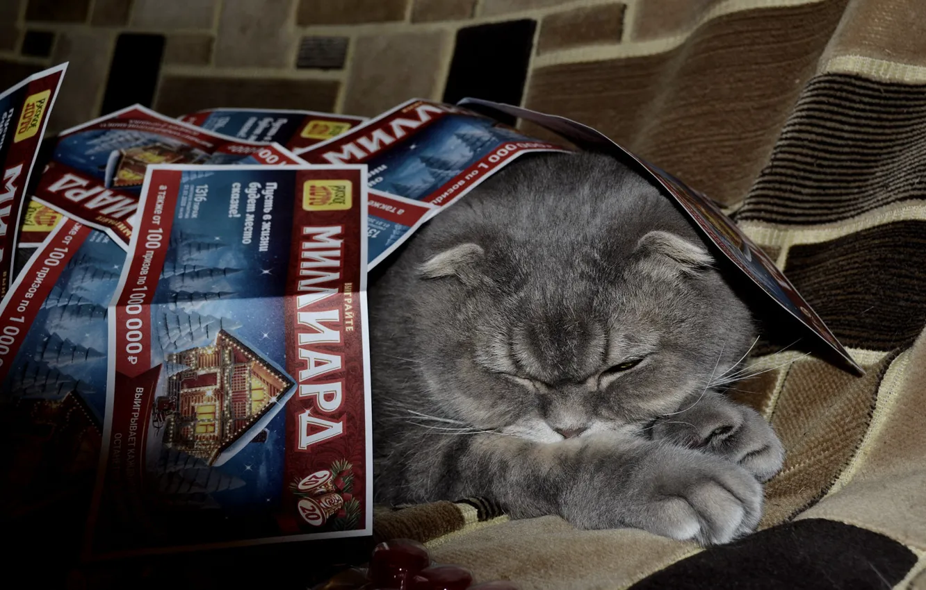 Photo wallpaper cat, cat, grey, sleeping, lottery tickets