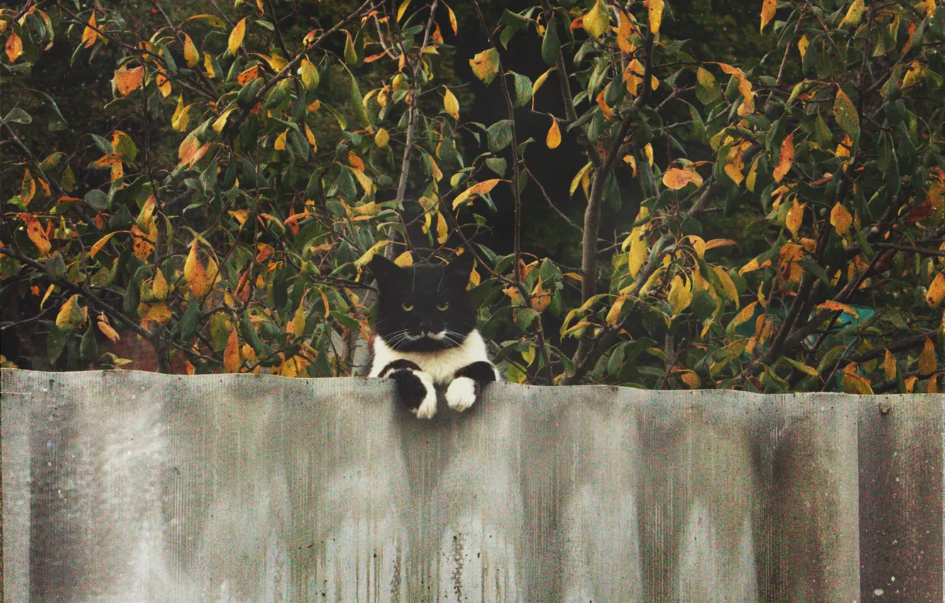 Photo wallpaper cat, mustache, look