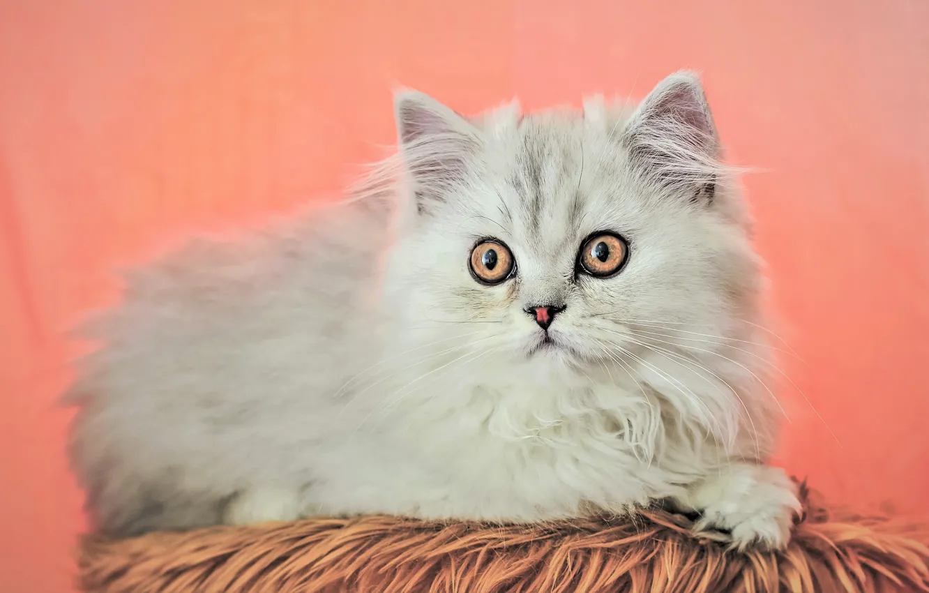 Photo wallpaper cat, white, look, kitty, lies, pink background, Persian