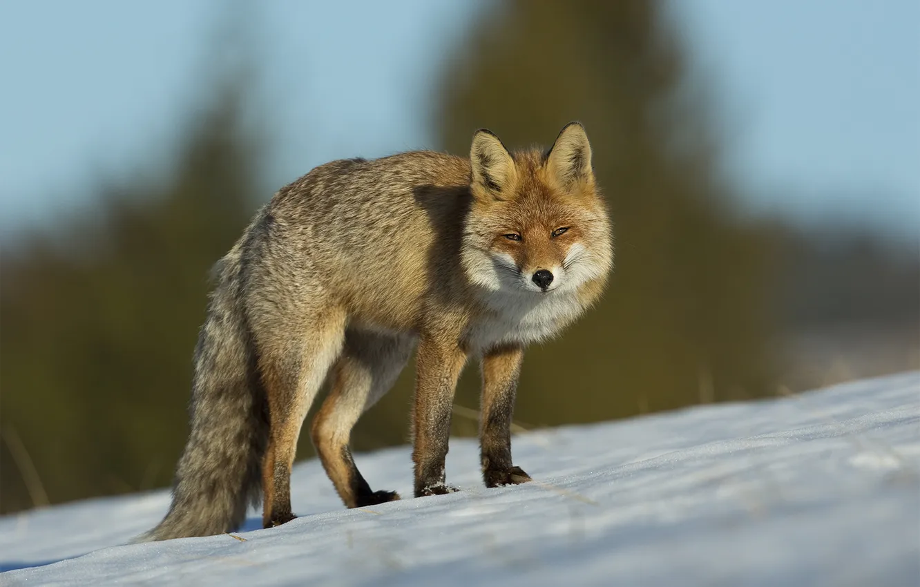 Photo wallpaper winter, field, forest, look, snow, nature, slope, Fox