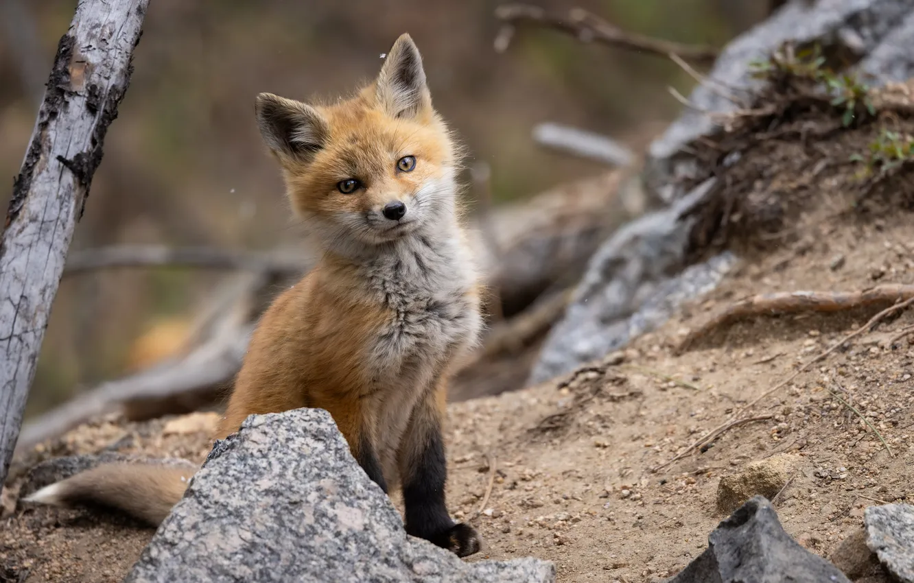 Photo wallpaper look, muzzle, Fox