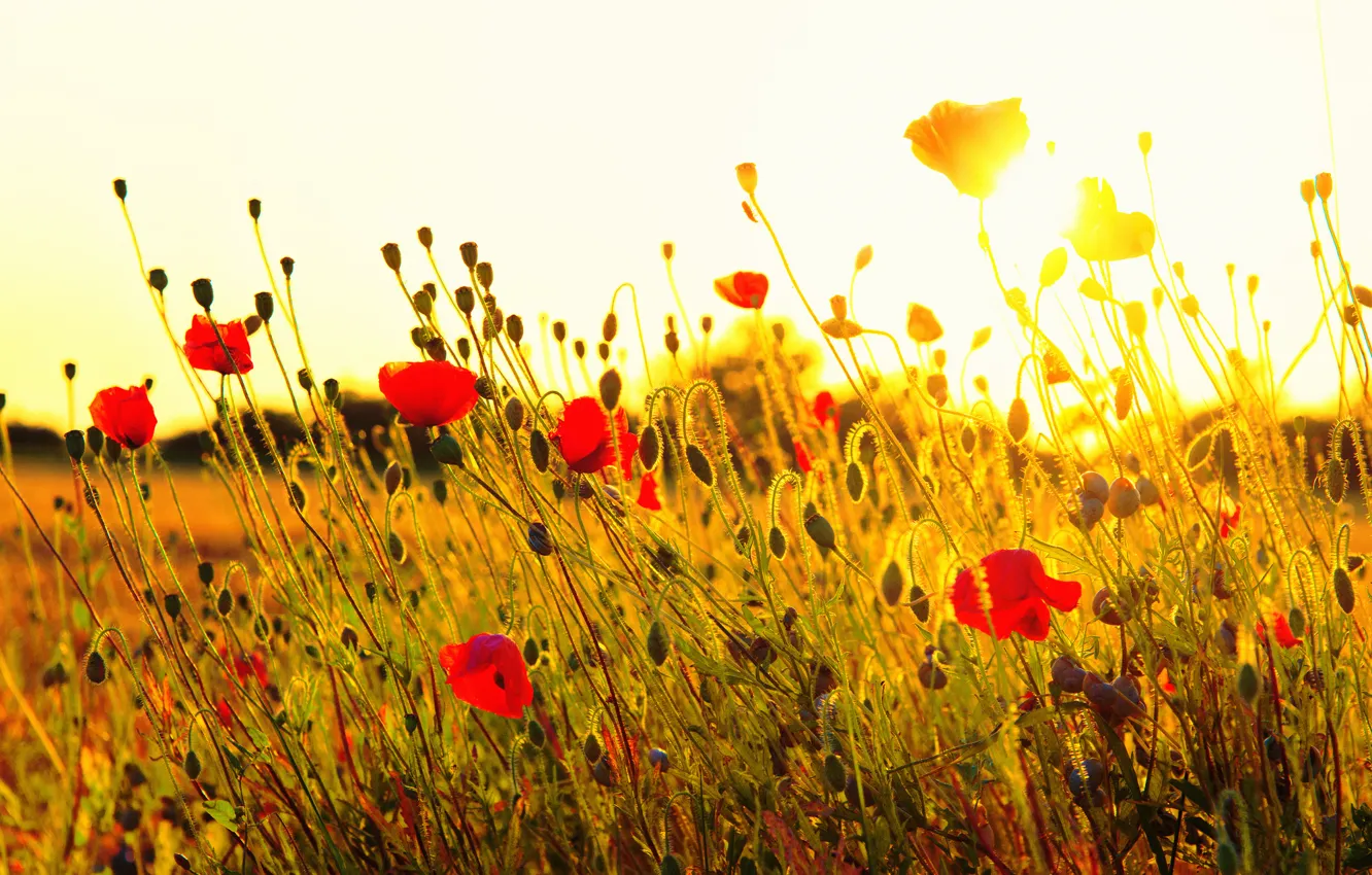 Photo wallpaper field, grass, the sun, sunset, flowers, nature, Maki, red