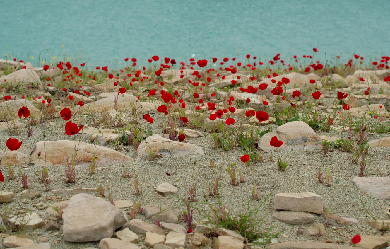 Photo wallpaper flowers, stones, shore, Maki, red, pond
