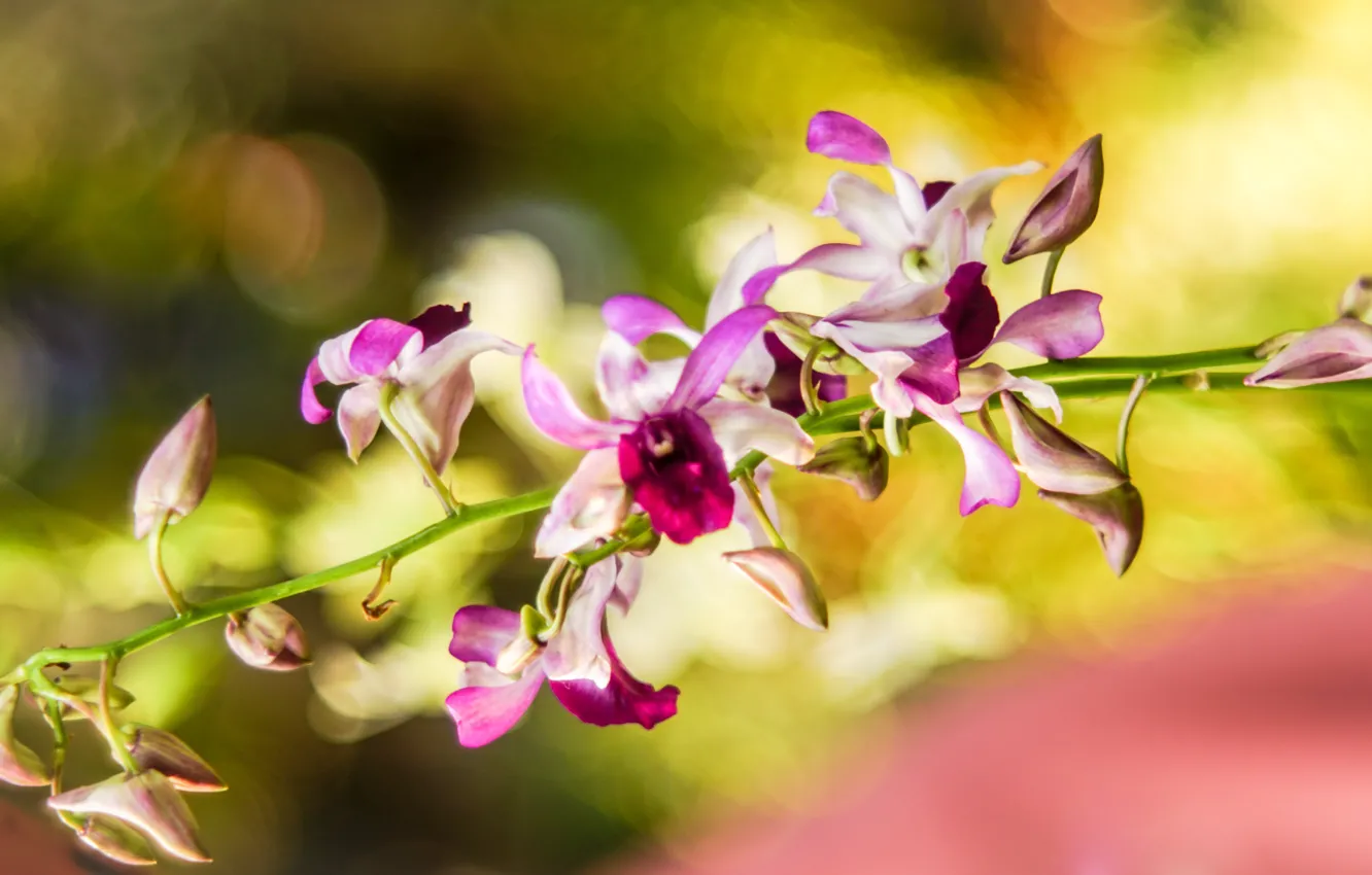 Photo wallpaper macro, flowers, blur, orchids, colorful, Wallpaper from lolita777