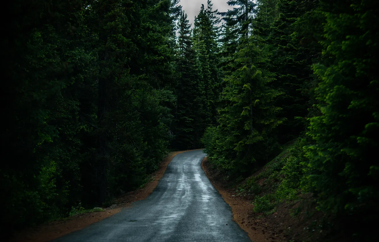 Photo wallpaper road, forest, trees, landscape, nature, plant, forest, road