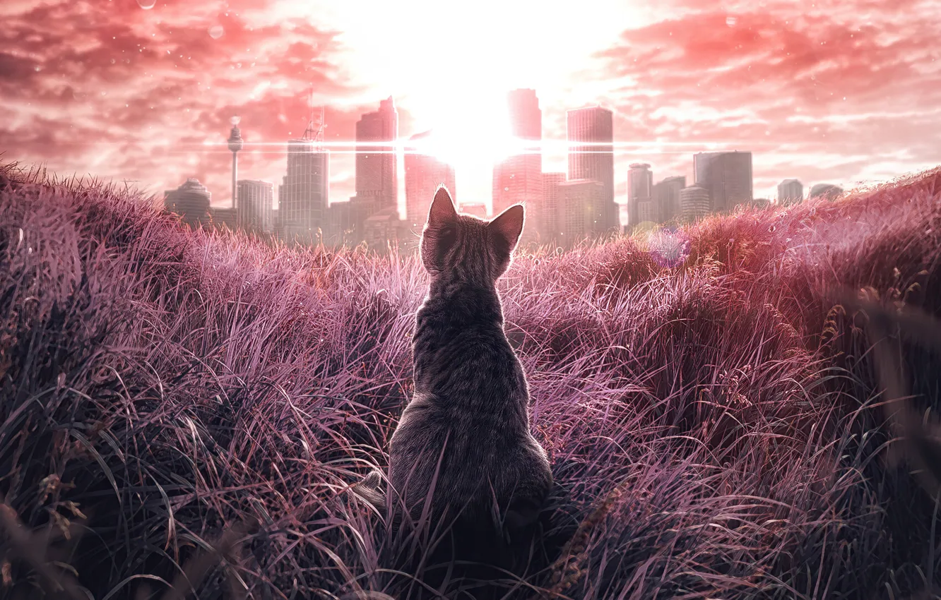 Photo wallpaper field, grass, cat, look, the city, home