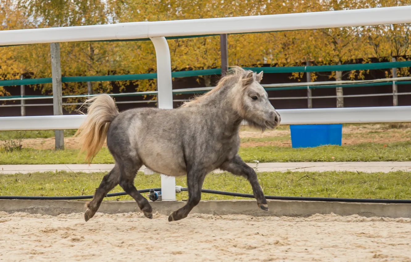 Photo wallpaper horse, pony, horses horses
