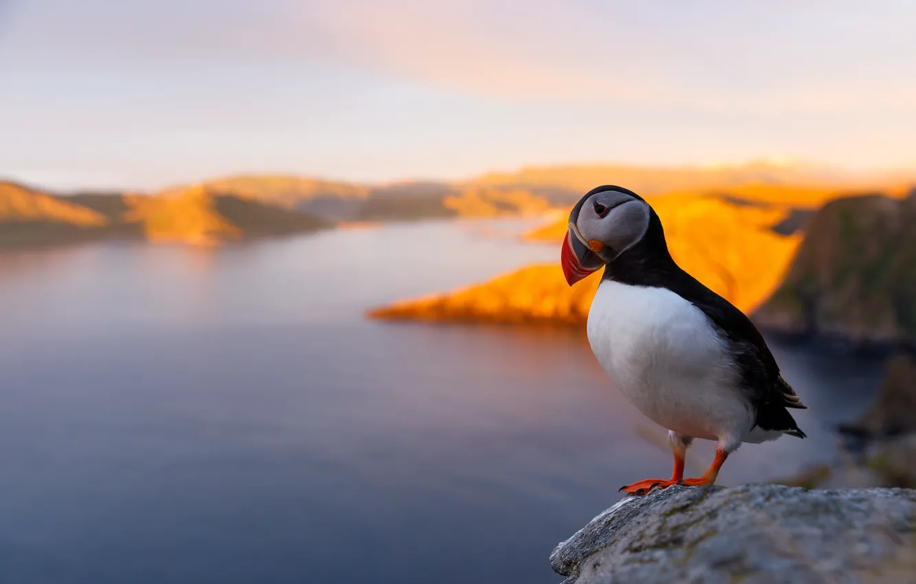 Photo wallpaper sea, sunset, mountains, nature, bird, shore, stalled