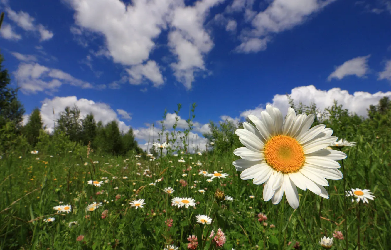 Photo wallpaper the sky, grass, flowers, Daisy, meadow