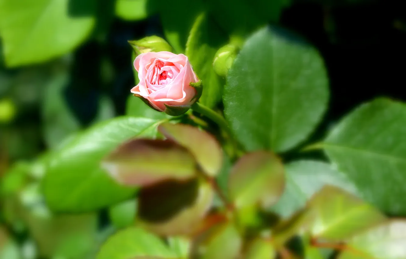 Photo wallpaper roses, buds, pale pink