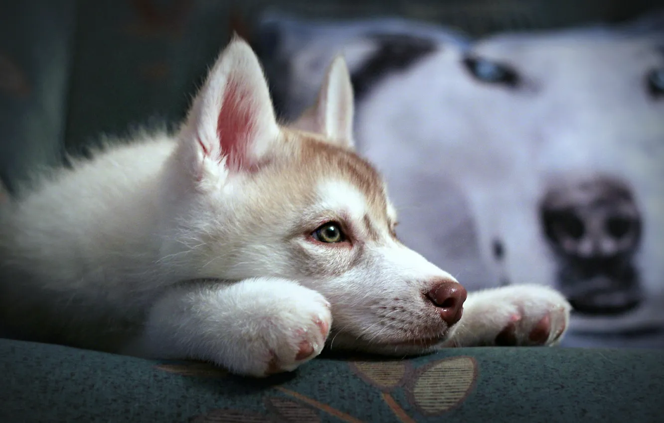 Photo wallpaper dog, puppy, Siberian husk