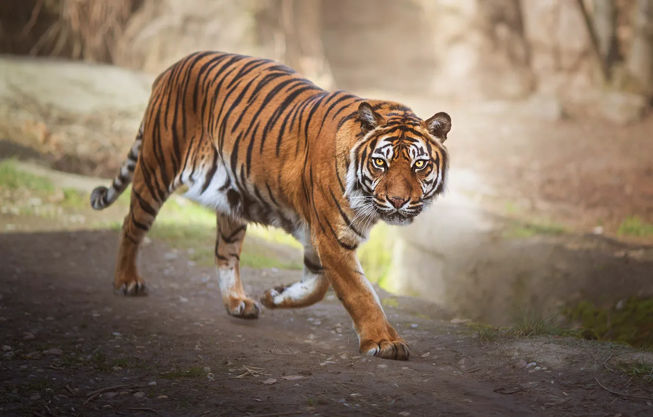 Photo wallpaper nature, tiger, walk, pond