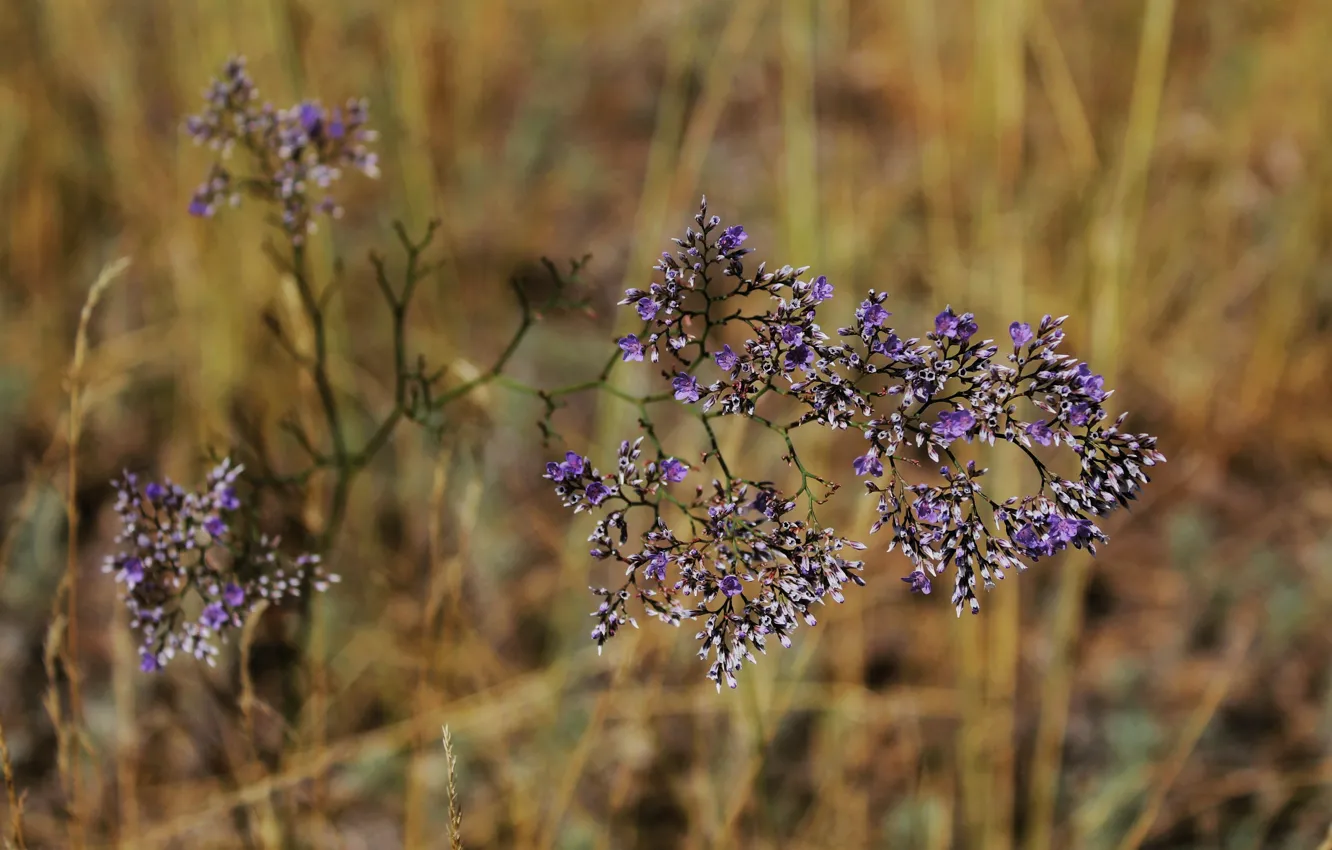 Photo wallpaper flowers, nature, beautiful, fauna, flora