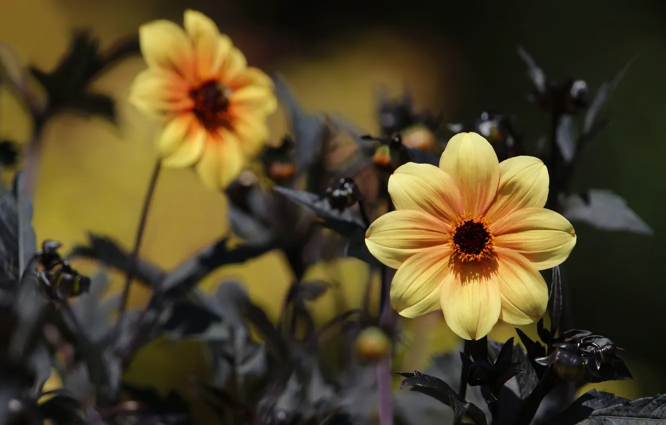 Photo wallpaper flowers, nature, background