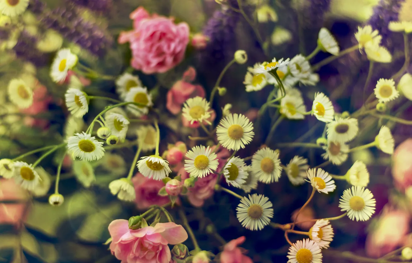 Photo wallpaper flowers, pink, roses, chamomile, a bouquet of flowers, wildflowers