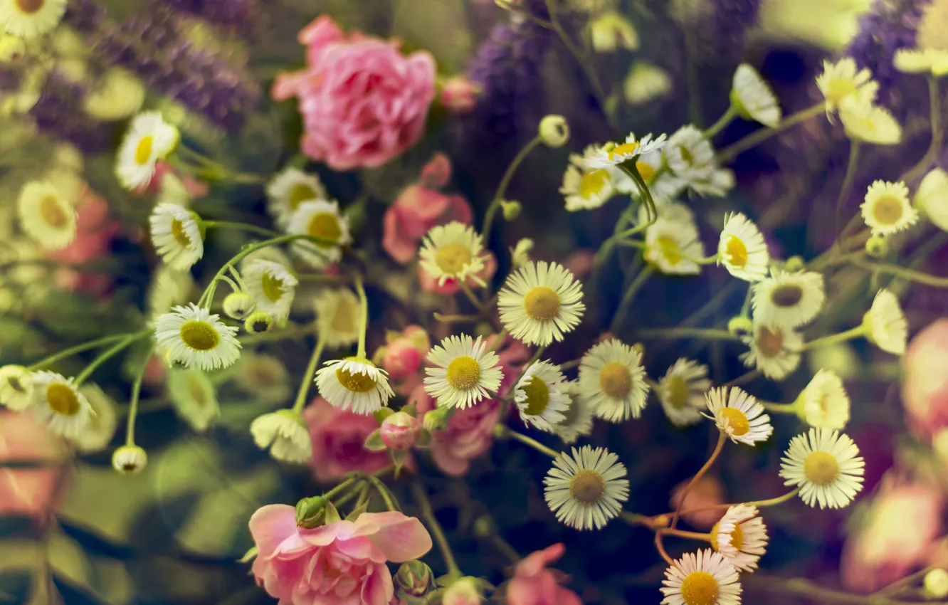 Photo wallpaper flowers, roses, chamomile, pink, a bouquet of flowers, wildflowers