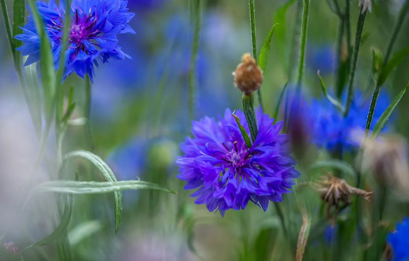 Photo wallpaper flowers, blue, bokeh, cornflowers