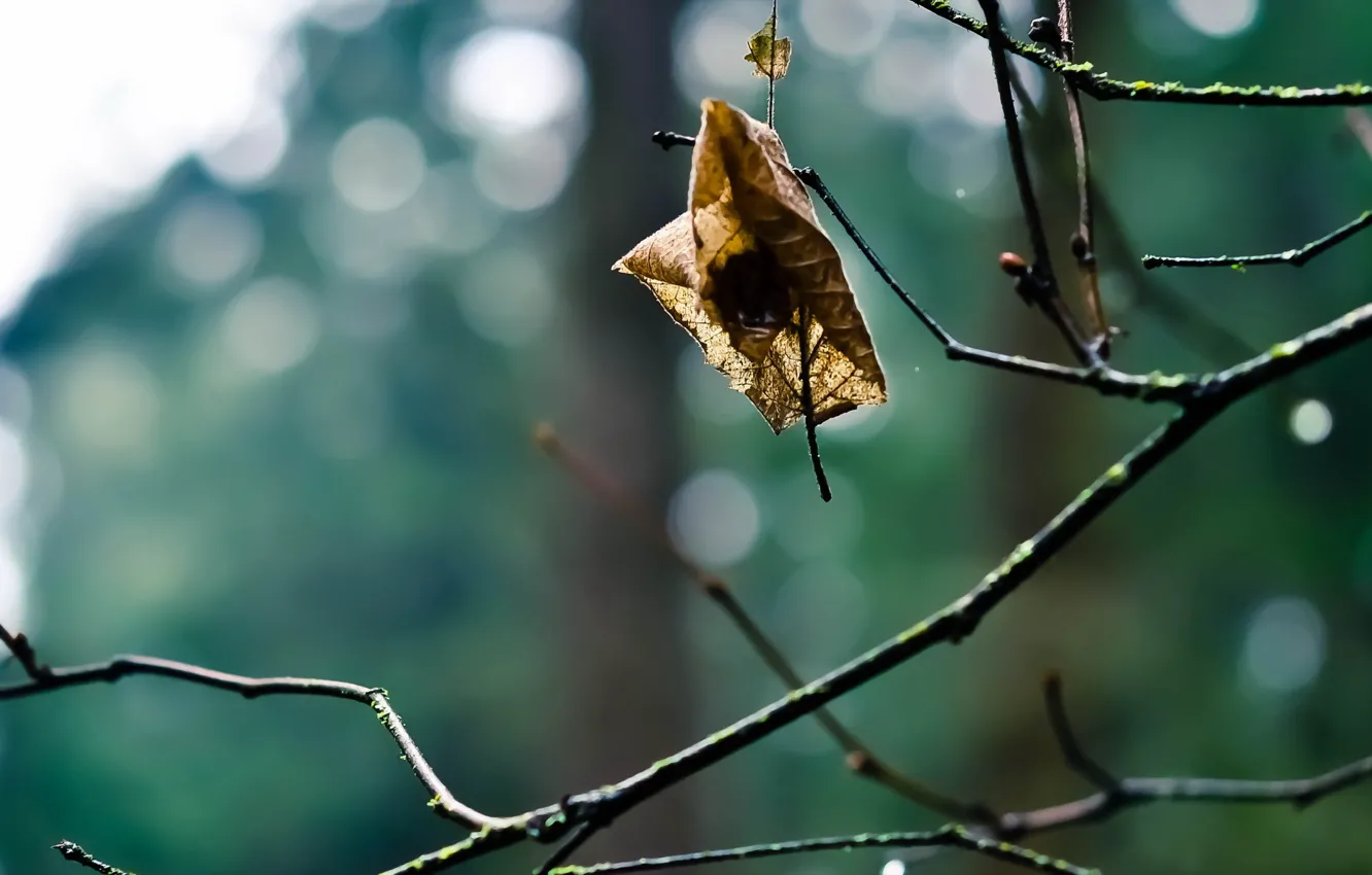 Photo wallpaper leaves, macro, branches