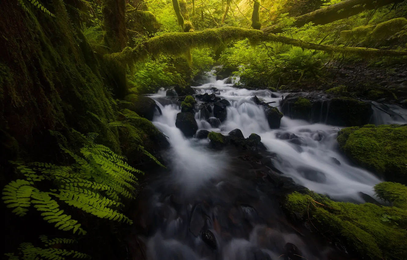 Photo wallpaper forest, trees, river, stones, waterfall, fern