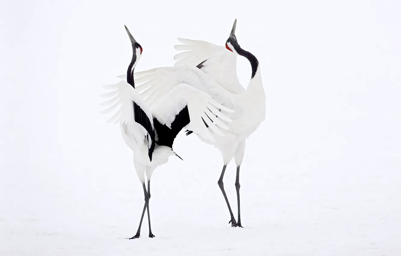 Photo wallpaper snow, dance, pair, cranes