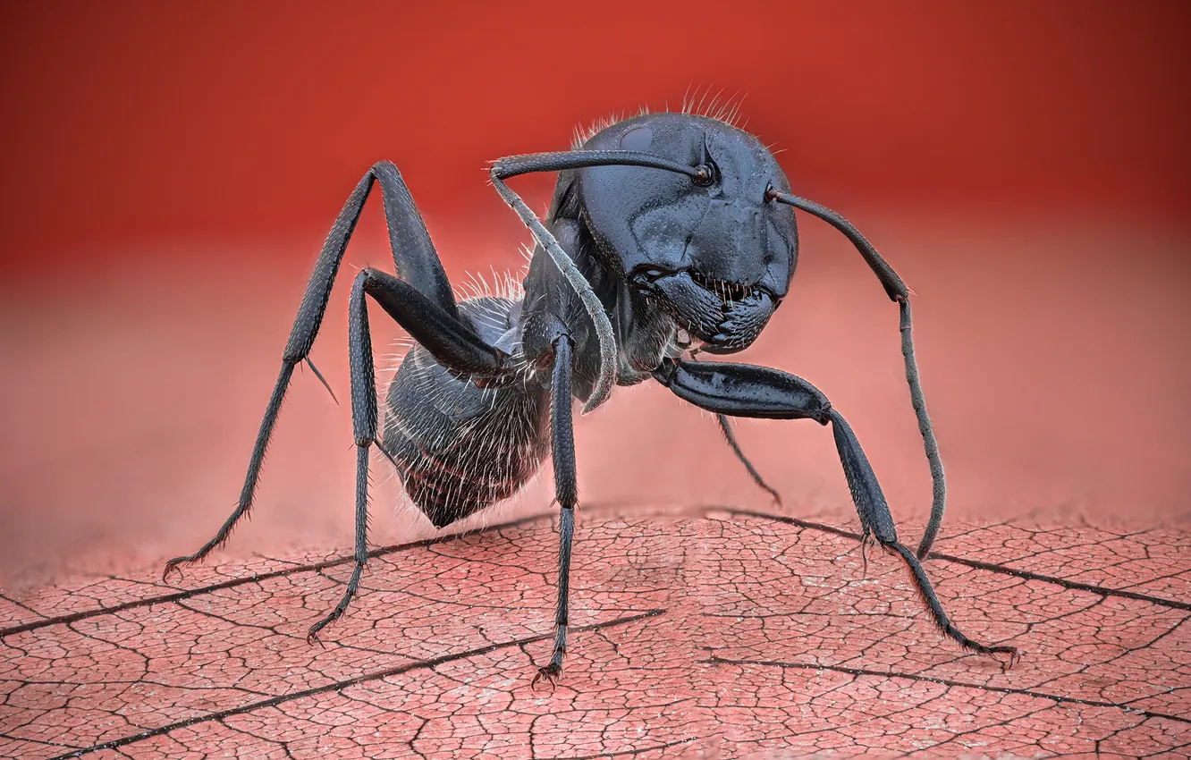 Photo wallpaper black, legs, Ant