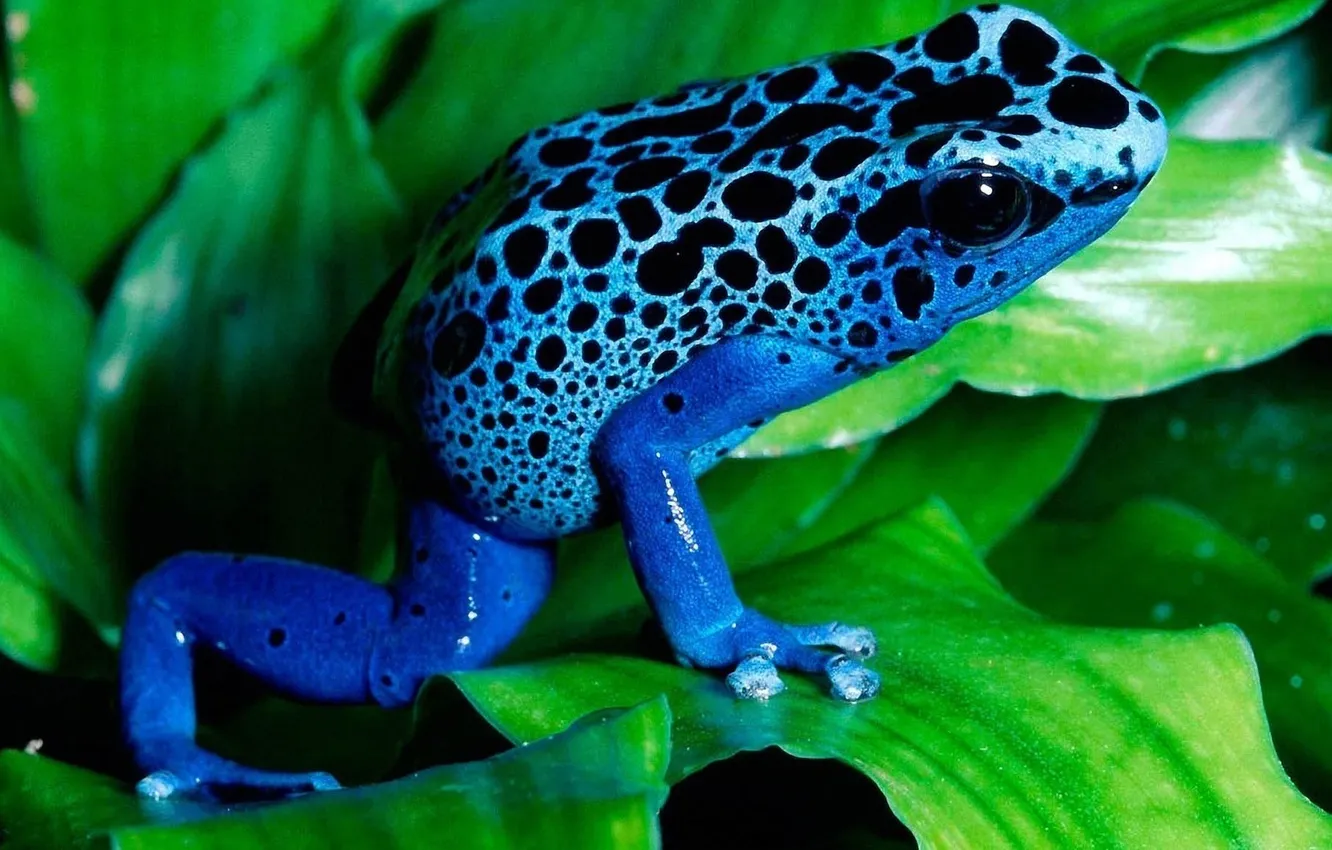 Photo wallpaper sheet, frog, exotic, toad, frog, blue, blue
