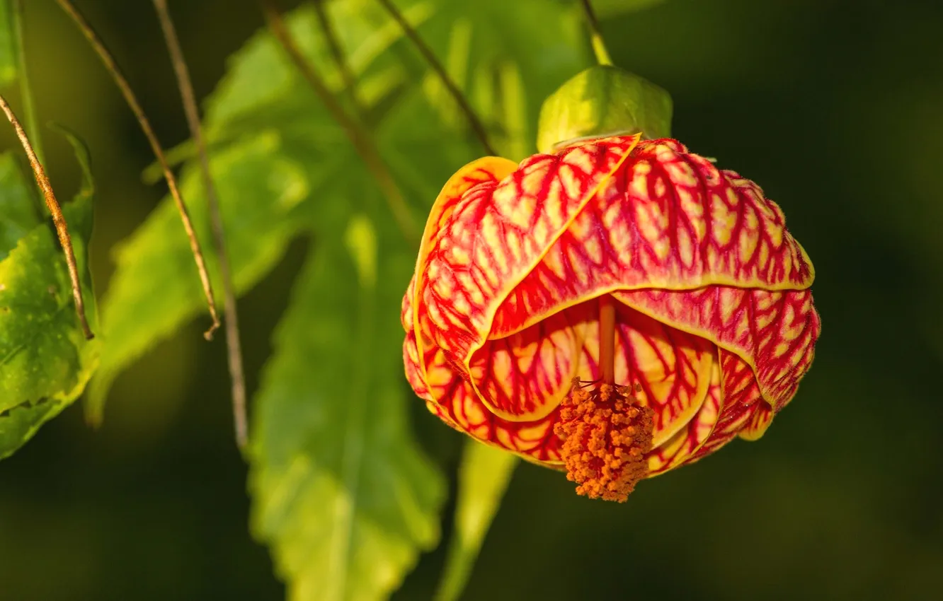 Photo wallpaper leaves, flowers, nature, petals, exotic