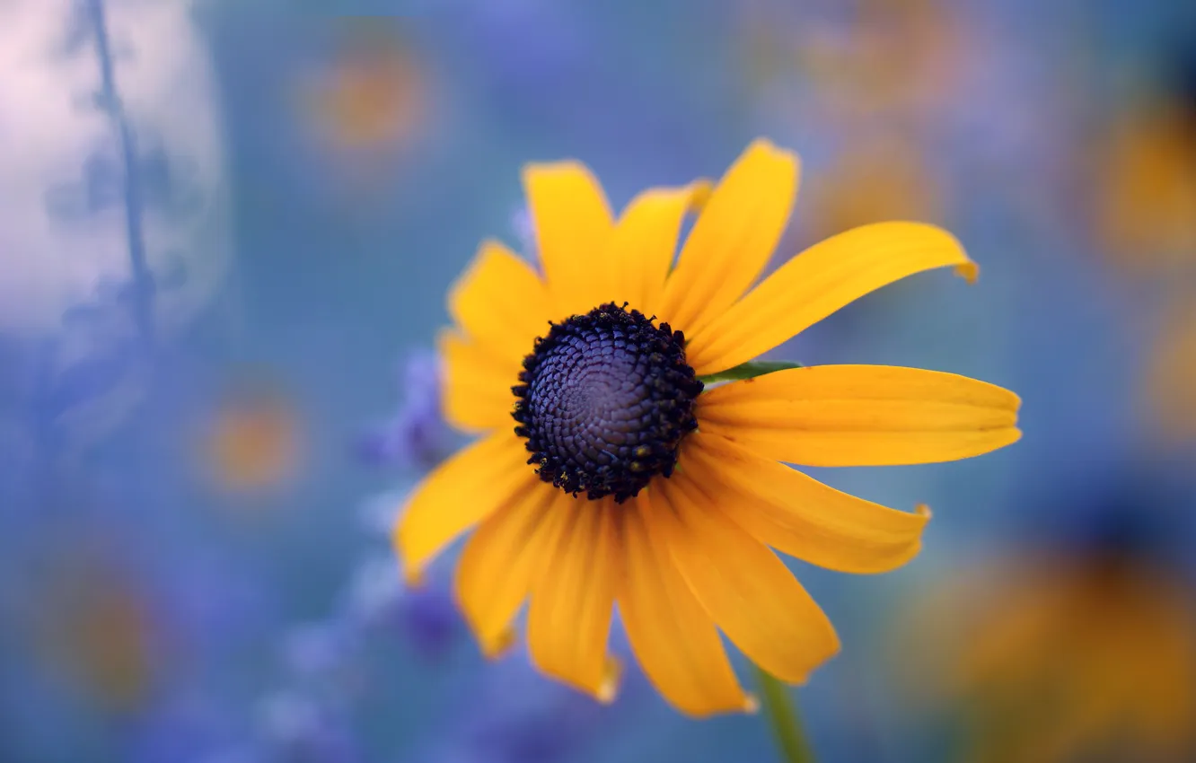 Photo wallpaper flower, macro, yellow, background, blur